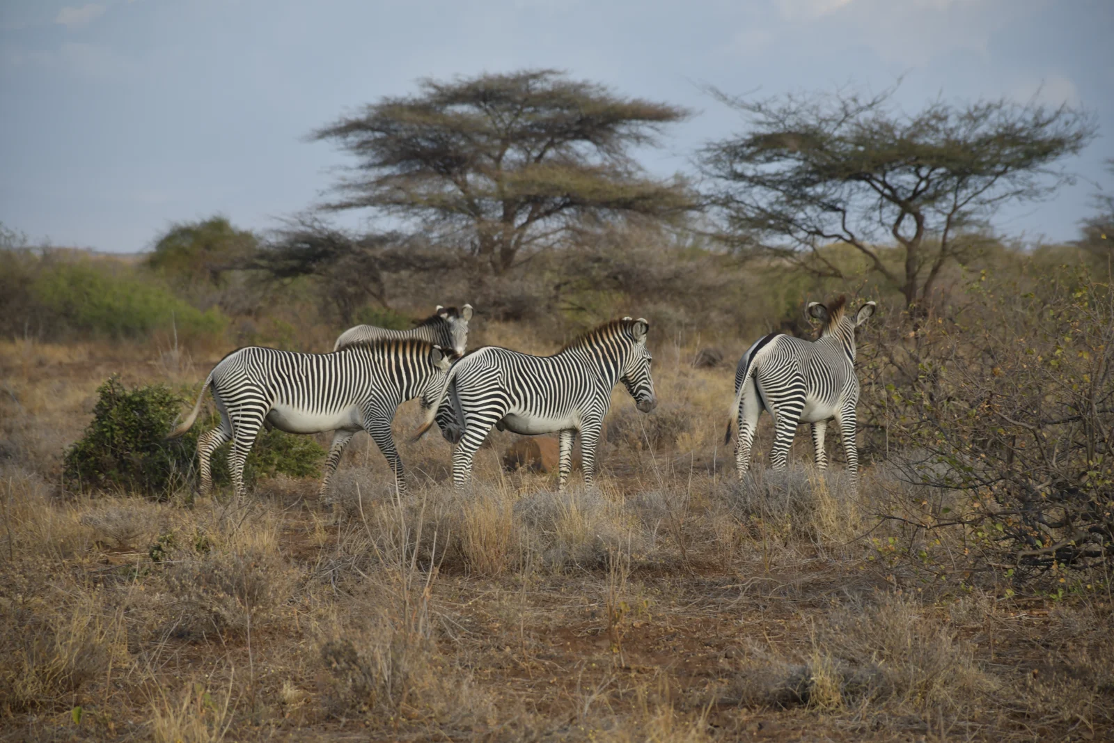 Safari