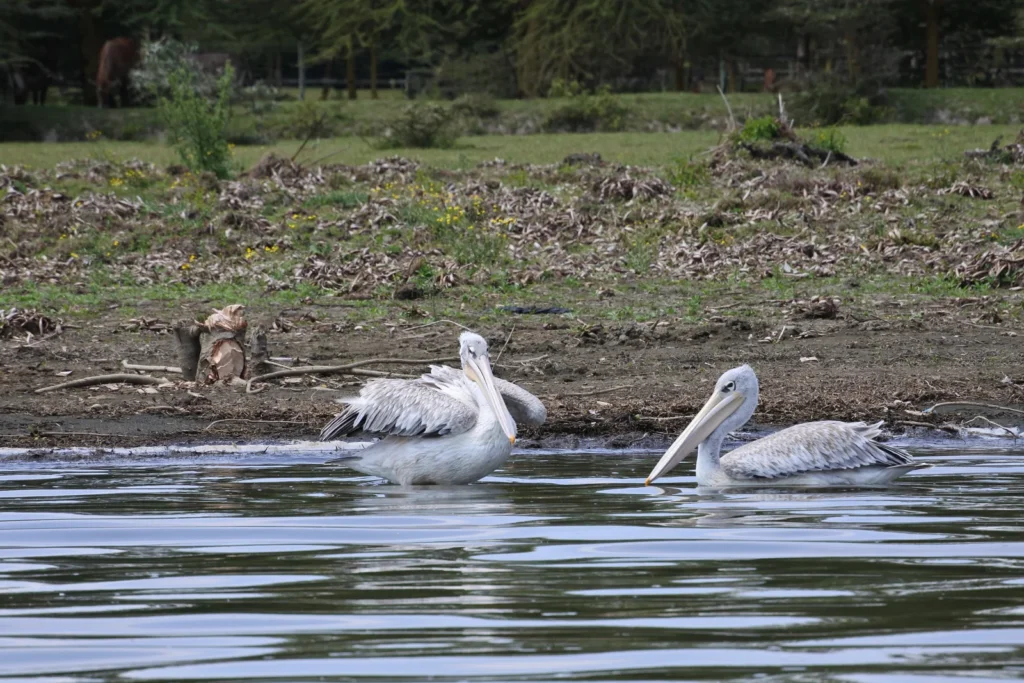 Lake Naivasha & Crescent Island Walking Safari