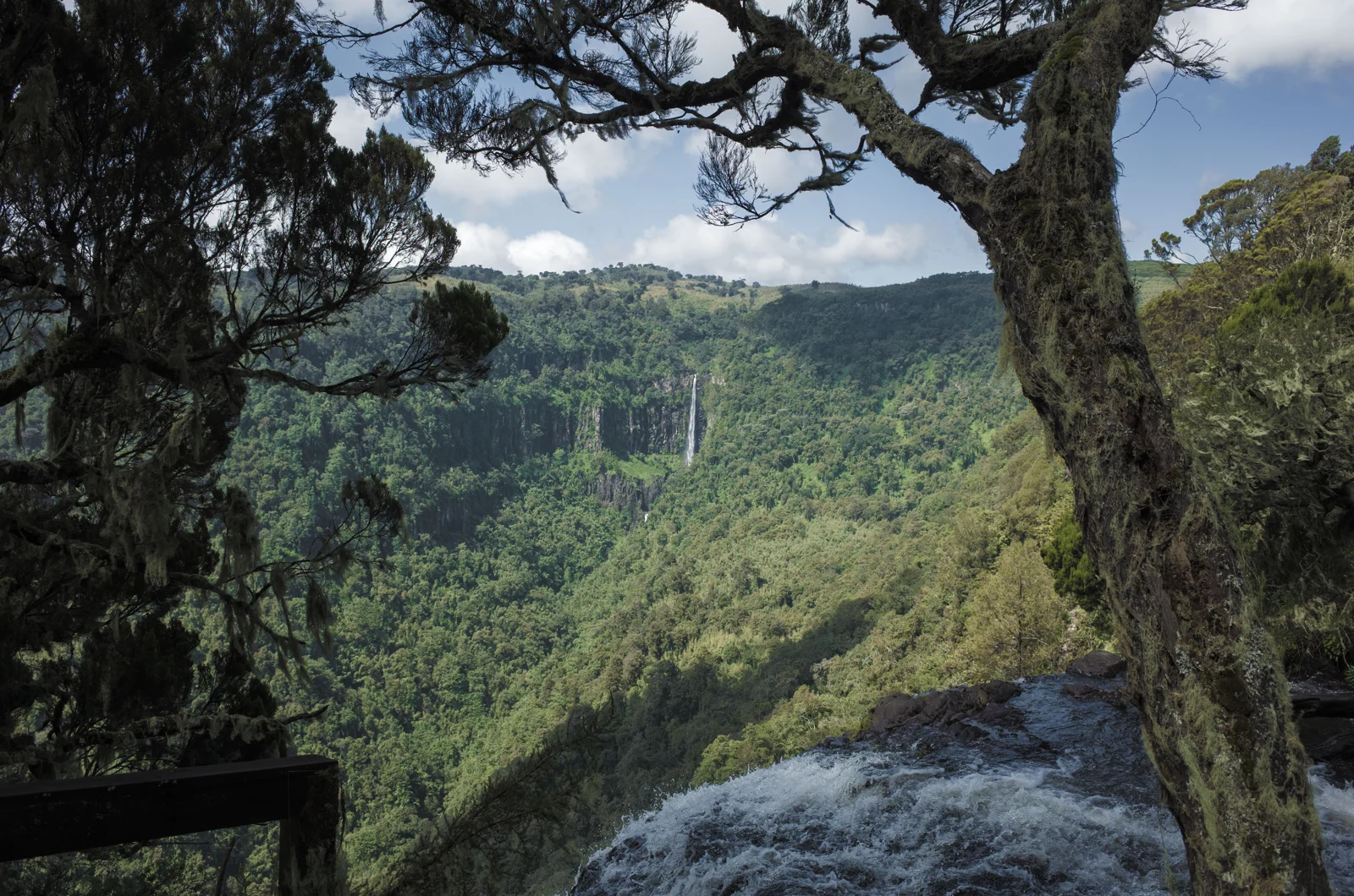 Aberdares: Highlands, Forests & The Ark