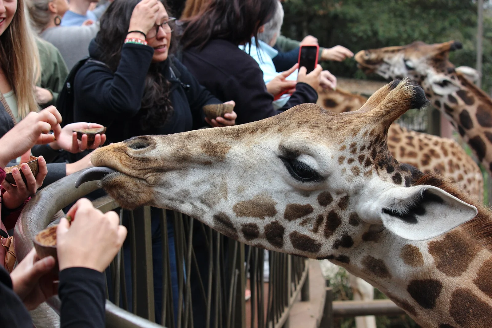 Nairobi: Giraffes, Stories & Kazuri Craft