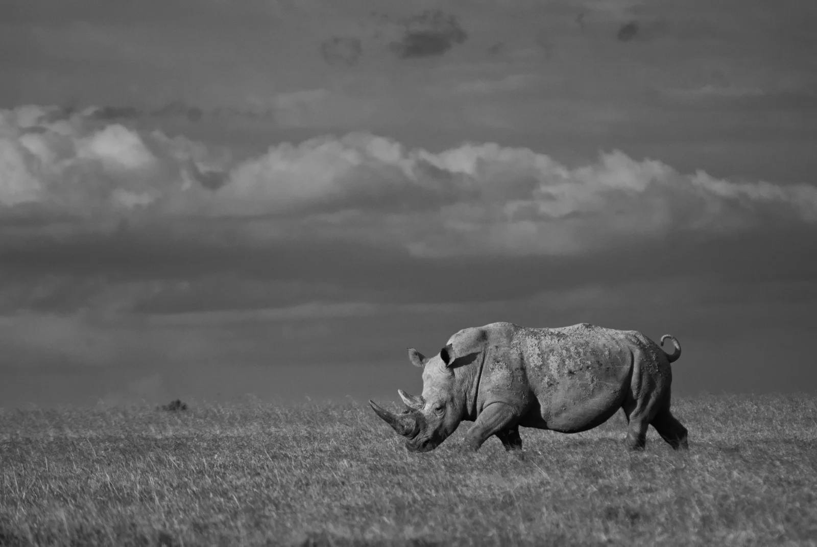 Ol Pejeta: Equator & Conservancy Wildlife